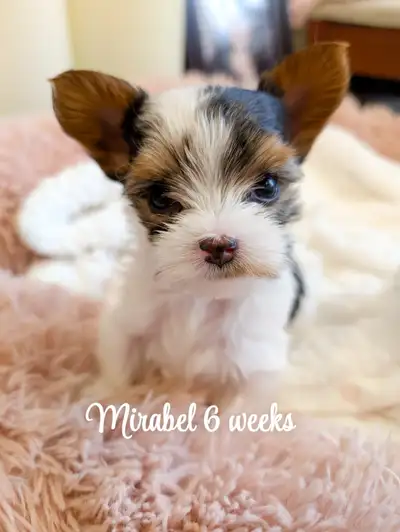 Pure bred registered Biewer Terrier puppies ready to go to their forever family at 12 weeks June 3rd...