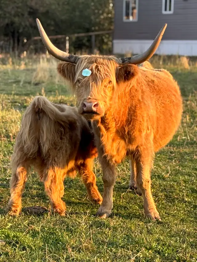 Highland cow and bull calf for sale in Livestock in Nelson - Image 4