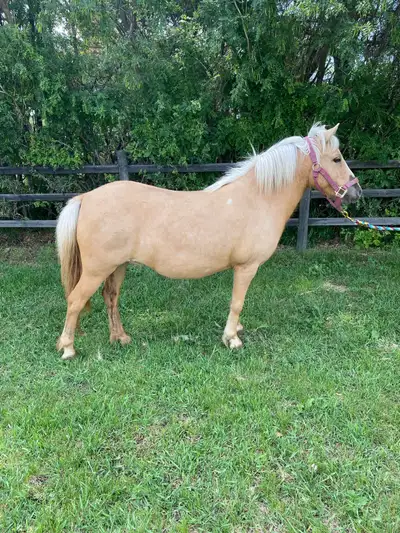 Halter broke palomino pony, View more