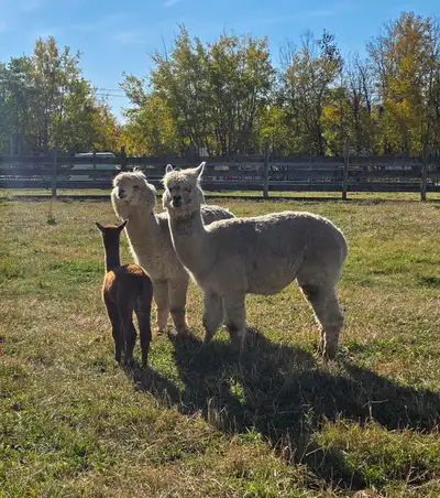 Alpaca's, View more