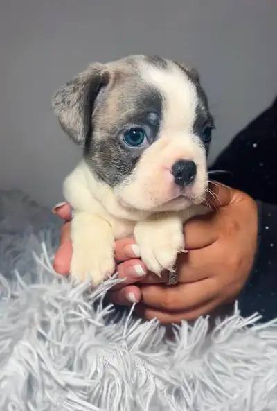 So excited to announce that we have 8 beautiful puppies looking for their furever homes! These pups...