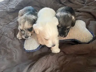 5 Miniature Schnauzers - Purebred, View more
