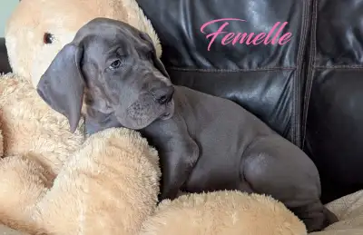 Chiots Grand Danois Pure Race, View more