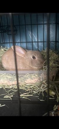 Male intact bunny