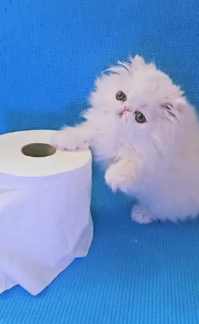 Purebred Registered Persian Kittens , View more