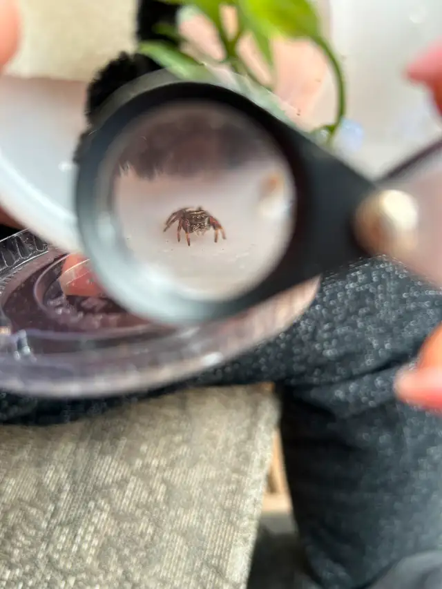 Regal Jumping Spiders in Other in Markham / York Region - Image 2