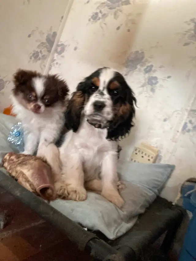 Cocker Spaniel puppies in Dogs & Puppies for Rehoming in Edmonton - Image 9