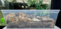 6qt Complete Isopod Breeding Set Up with Springtails