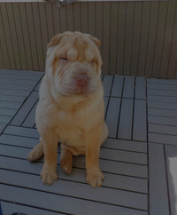 Shar - Pei Puppies Adorable Miniature Females Available