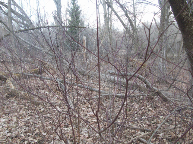 PAGODA DOGWOOD (Cornus alternifolia) OFFSHOOTS SALE in Plants, Fertilizer & Soil in Oshawa / Durham Region - Image 3