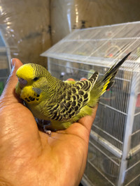 Olive Green English Budgie Babies Available for $120 Each