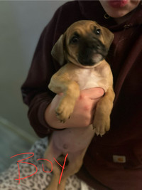 Puppies for rehoming/sale