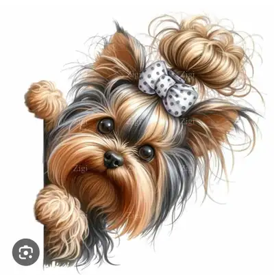 ⭐️YORKIE⭐️, View more