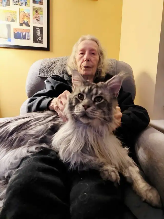 Purebred Maine Coons XL in Cats & Kittens for Rehoming in Oakville / Halton Region - Image 3