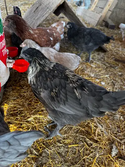  Svarthona mixed rooster FREE, View more