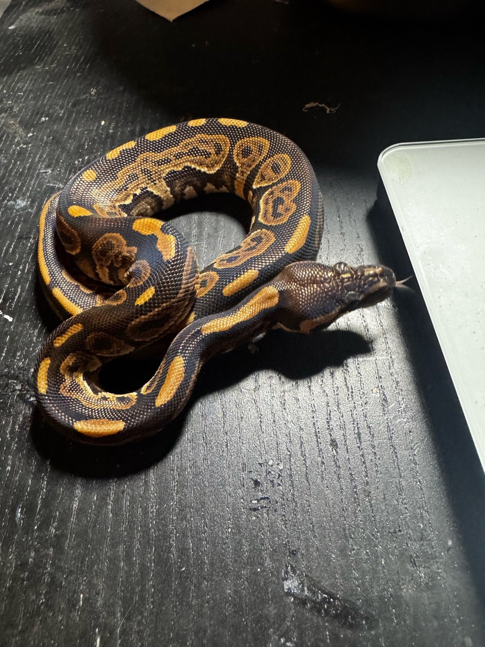 Ball python Super Pastel Super GHI Mojo | Reptiles & Amphibians for ...