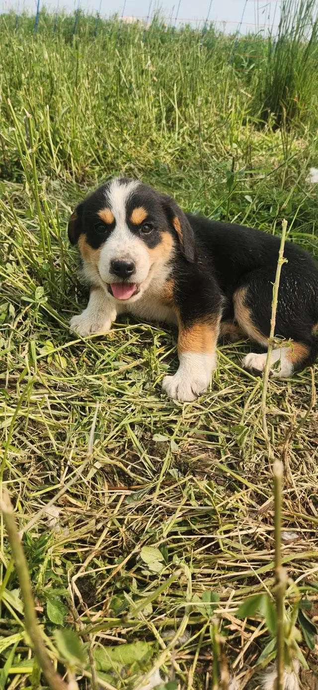 Bernese Mountain Akbash Puppies in Dogs & Puppies for Rehoming in Stratford - Image 7