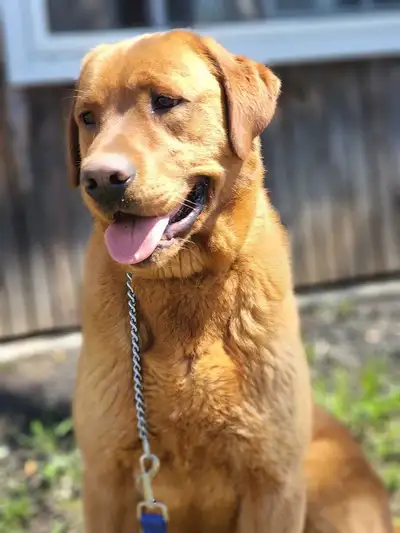 Purebred Lab pups Ckc registered , View more