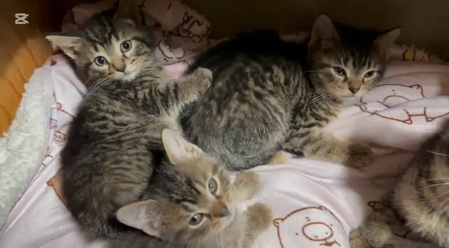 Chatons sans race spécifique in Cats & Kittens for Rehoming in Laurentides - Image 4