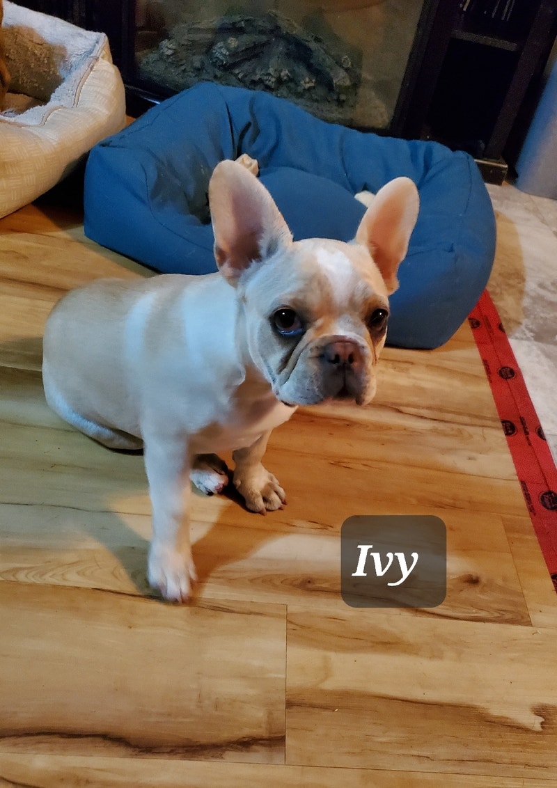 Adorable French Bulldog pups ready for new homes! Dogs & Puppies for