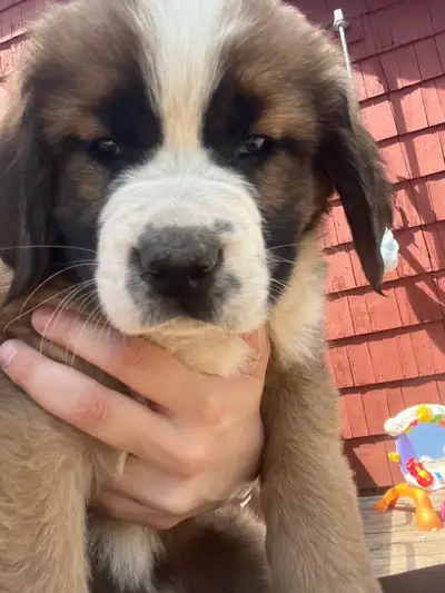 St. Bernard and Newfoundland puppies, View more