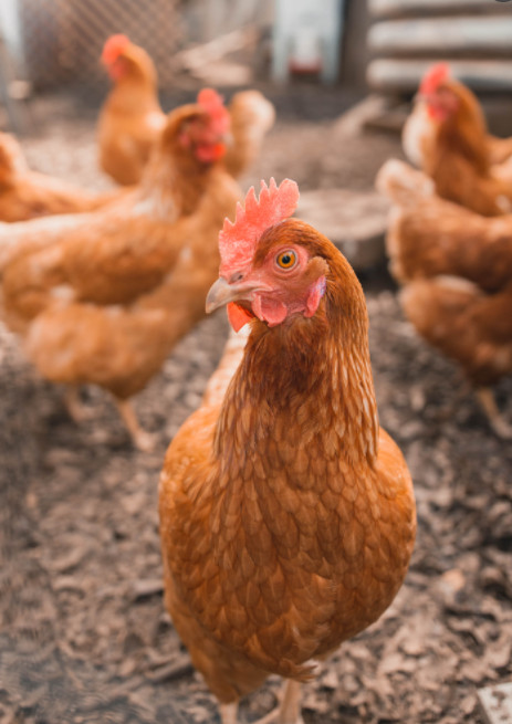 Coop and Hen Rental in Livestock in Renfrew - Image 4