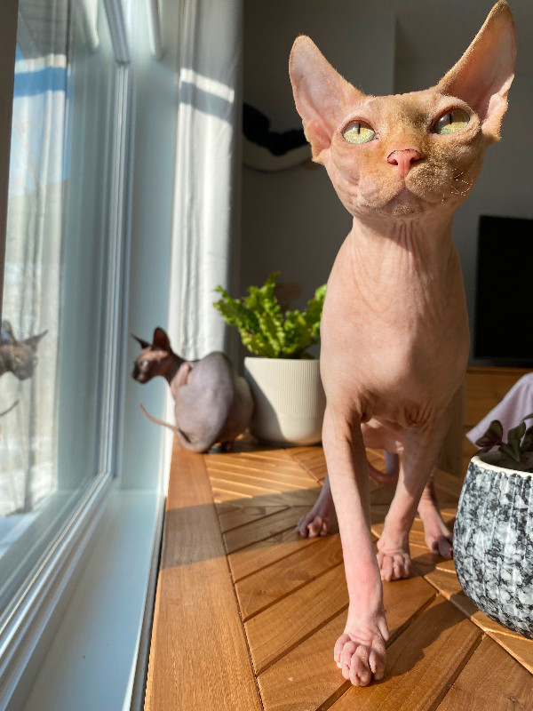 Chat mâle Sphynx de 1 an, vacciné et non-opéré. dans Chats et chatons à adopter  à Ville de Québec - Image 2