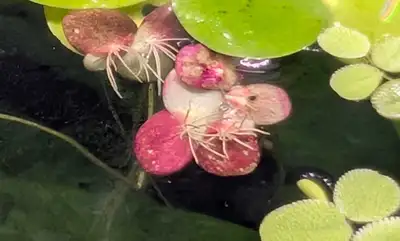 Live floating aquarium plants for sale. Great for reducing nitrates and keeping the aquarium water c...