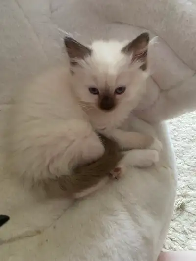 GORGEOUS BABY BICOLOR WHITEMITTED RAGDOLLS!!!, View more