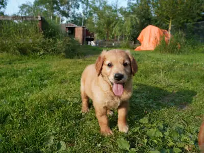 Male Golden Retriever Puppy for Sale, Voir plus