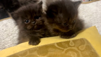 LOVECATS17 Cattery: TICA reg. breeder of Persians and Himalayans