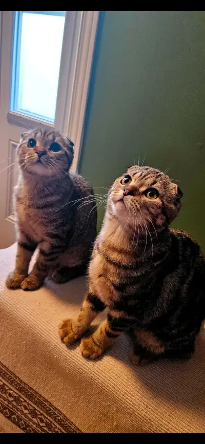 Chatons scottish fold, View more