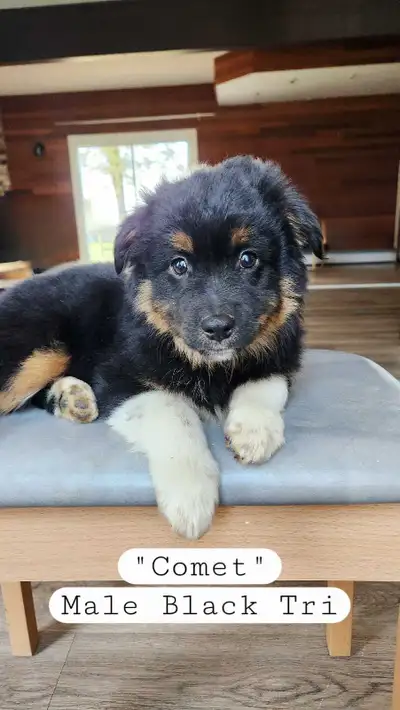 Mini Australian Shepherd Puppies, Mini Aussies, View more