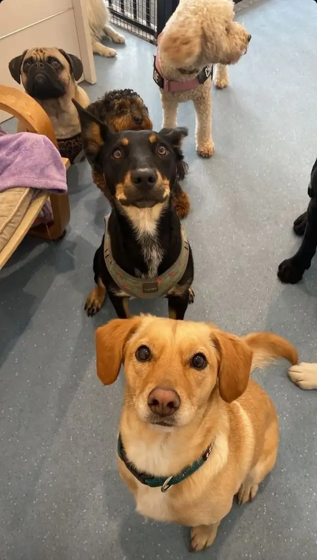 Dog & Cat Sitter – Boarding Available in Animal & Pet Services in Ottawa - Image 5