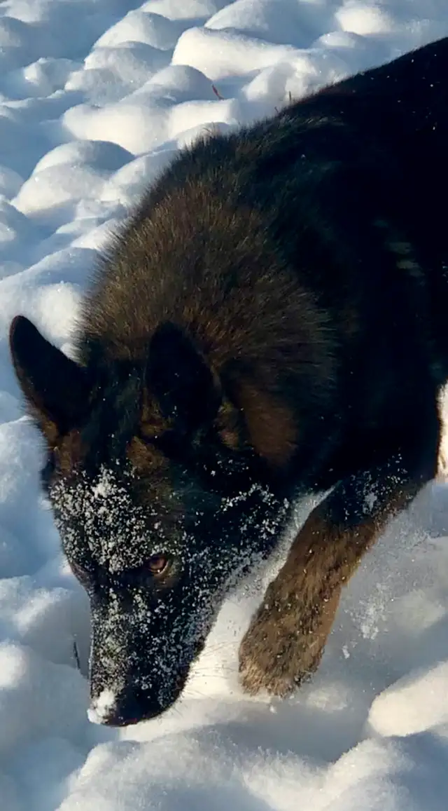 TAMASKAN PUPS (Ultimate Shepsky) in Dogs & Puppies for Rehoming in Edmonton - Image 10