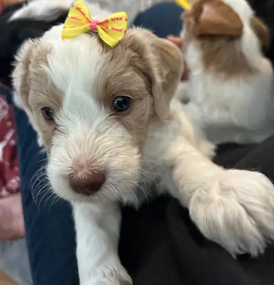 Bernedoodle Puppies - last pup available, View more
