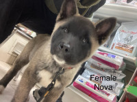 2 Akita American available male and female