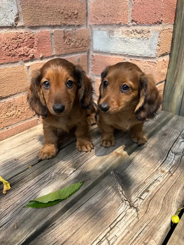 Mini Dachshund in Dogs & Puppies for Rehoming in Markham / York Region - Image 4