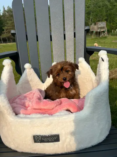 Pomeranian poodle puppies for sale! 2 males and 1 female (female are the first 2 photos) the puppies...