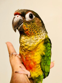 Handfed Conure Babies 