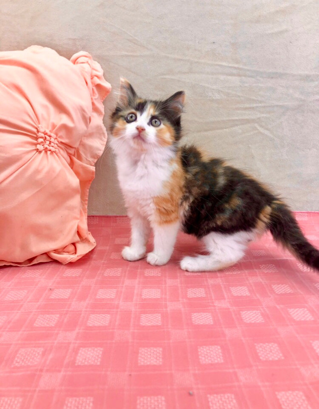 Fluffy Calico Maine Coon, Vaccinated  in Cats & Kittens for Rehoming in Hamilton - Image 4