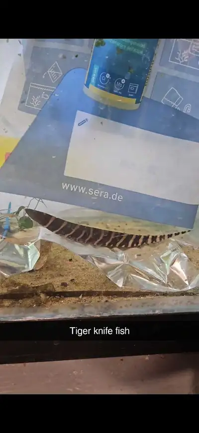 Tiger Knife Fish, View more