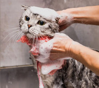 Calling all Cat Groomers (again)