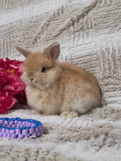 Netherland dwarf baby bunny rabbit, View more