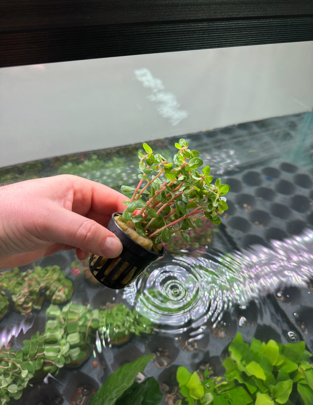 Affordable aquarium plants HUGE LIST in Other in St. Catharines - Image 2