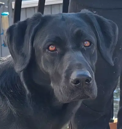Amazing dog looking to rehome, View more