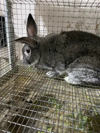 Free rabbits, View more