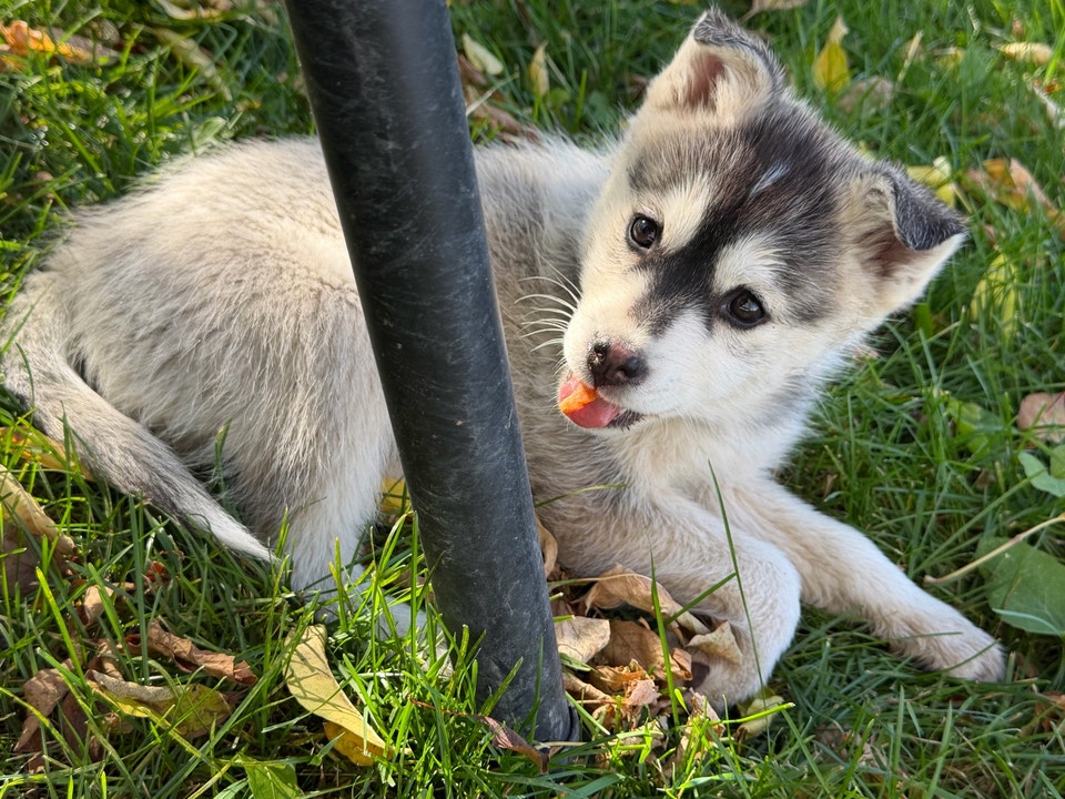 Pomsky Puppies | Dogs & Puppies for Rehoming | Winnipeg | Free local ...