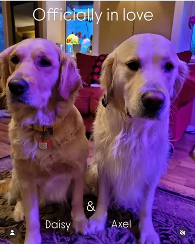 Beautiful, gentle Golden Retriever Puppies, View more