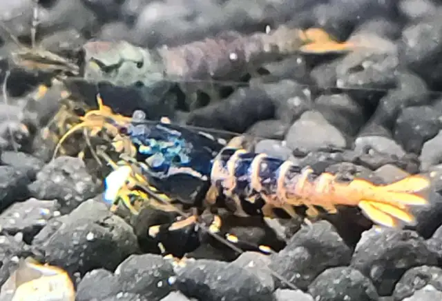 High Quality Caridina Shrimps in Fish for Rehoming in Ottawa - Image 6